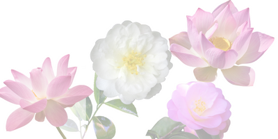 CAMELLIA & PINK LOTUS